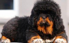 Tibetan Mastiff dog