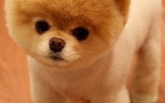 Pomeranian dog temperament and personality