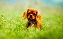 Dog desease: Worms in Dogs Symptoms, and Treatment