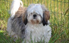 Helpful dog unbelievably saves grandmother's life! This is kind of heroism by Oreo, a small Shih Tzu that saved a 91-year-old woman after a fall.