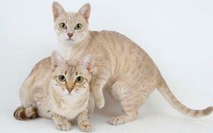 Cat breeds: Australian Mist Cat Characteristics and Personality
