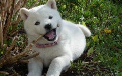 Las mejores razas de perros japoneses perro japones