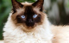 Razas Felinas: gato Himalayo carácter y características gatos himalayas
