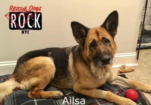 Adopt a dog, your new best friend: Ailsa is looking for you!