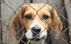 What you need to know about dog kennels