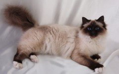 Cat breeds: the Birman Cat, characteristics and personality