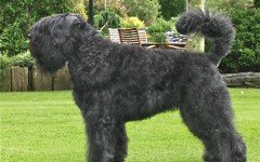 Dog breeds: Bouvier des Flanders Dog temperament