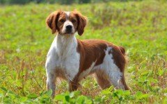 Razas de Perros: perro Epagneul Breton caracteristicas
