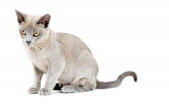 Cat breeds: the Burmese Cat, characteristics and personality