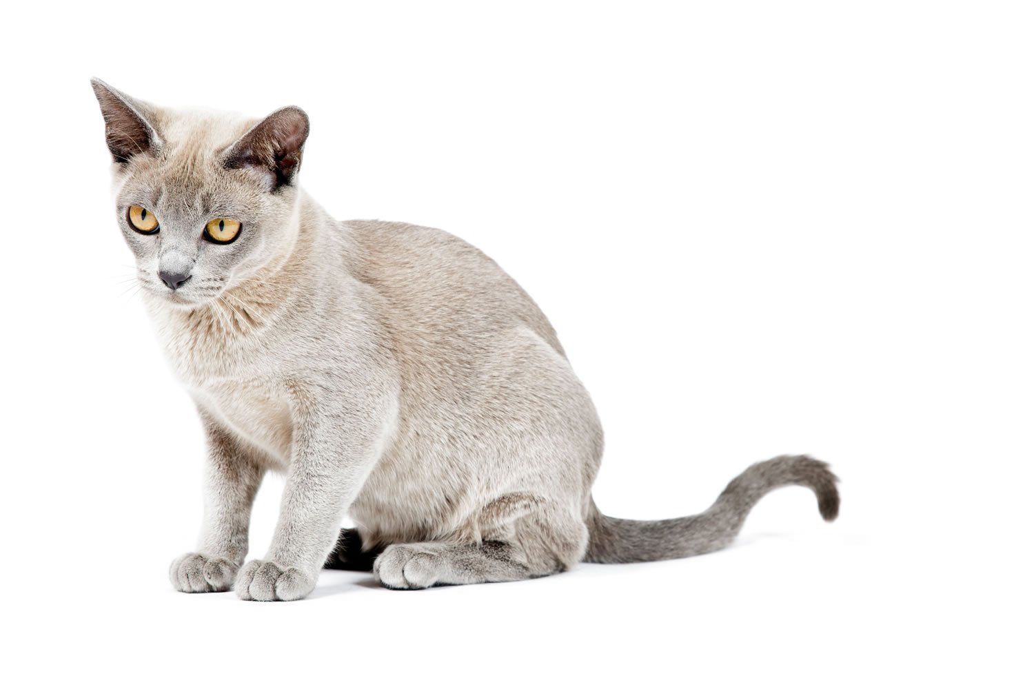 Cat breeds: the Burmese Cat, characteristics and personality