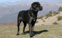 Dog breeds: Cane Corso dog temperament and personality