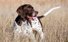 Razas de Perros: perro Pointer ingles caracteristicas y cuidados