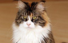 Cat breeds: Maine Coon Cat characteristics and personality