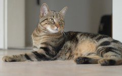 Cat breeds: European Shorthair cat characteristics & personality