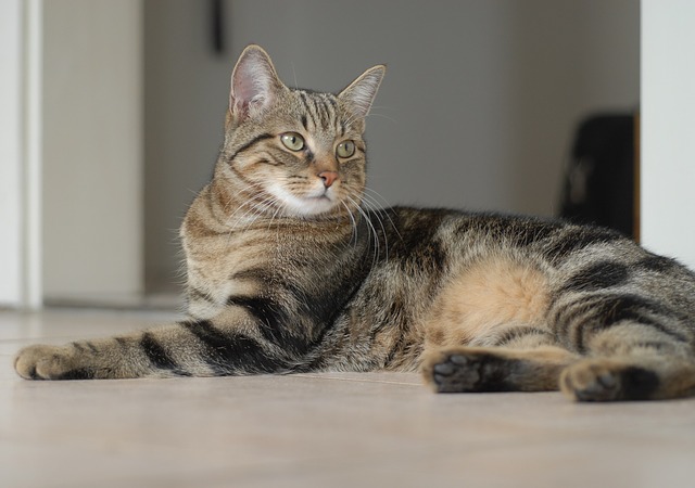 Cat breeds: European Shorthair cat characteristics & personality