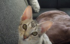 Cat breeds: the Cheetoh Cat, characteristics and personality