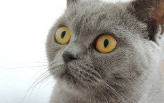 Cat breeds: The British Shorthair cat, Characteristics