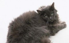 Cat breeds: Chantilly-Tiffany cat, characteristics and personality