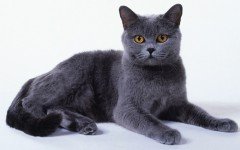 Cat breeds: The Chartreux cat, characteristics and personality