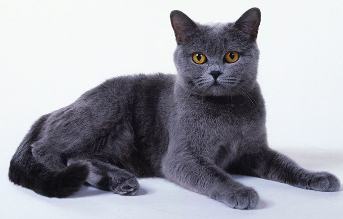 Cat breeds: The Chartreux cat, characteristics and personality