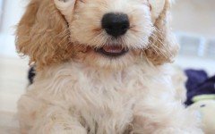 Dog breeds: the Cockapoo dog temperament and personality