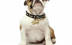 Collar de perro: todo lo que debes saber sobre el collar