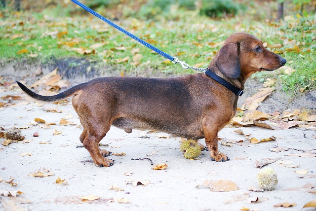 Dog breeds: Dachshund Dog temperament and personality
