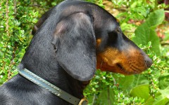 Dog Collar: use and types of dog collars