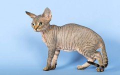 Cat breeds: The Devon Rex cat characteristics and personality