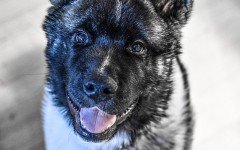 Razze cani: Akita Americano, aspetto e carattere