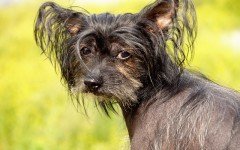 Dog breeds: Chinese Crested dog temperament and personality