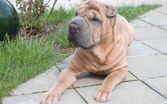 Dog breeds: Chinese Shar-Pei Dog temperament & personality