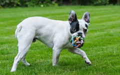 Giochi per cani bulldog: qualche idea per il nostro peloso