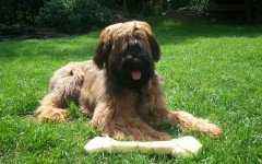 Dog breeds: the Briard Dog temperament and personality