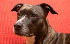 Giochi per cane Amstaff: il nascondino e i tre bicchieri