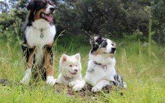 Types of Dogs: groups of dogs and characteristics