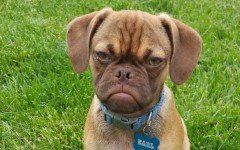 A Dog Meme Will Brighten up Your Day