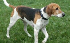 Dog breeds: English Foxhound dog temperament and personality