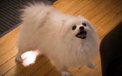 Gabe the dog was a miniature American Eskimo/Pomeranian mix who became an internet meme sensation after his owner posted videos of him barking.