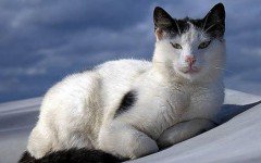Cat breeds: the Aegean cat, characteristics and personality
