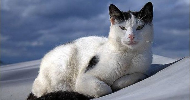 Cat breeds: the Aegean cat, characteristics and personality