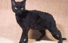 Cat breeds: the German Rex cat characteristics and personality