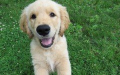 Sweet dogs: a movie dog visits a terminal ill kid! This is an amazing act of kindness, thanks to Trip the star of the movie "A Dog's Purpose"