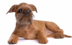 Razas de Perros: perro Grifon Belga caracteristicas y cuidados