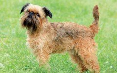 Dog breeds: Tiny Brussels Griffon dog temperament and personality