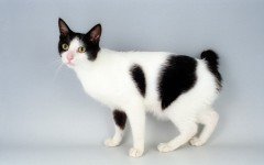 Cat breeds: Japanese Bobtail Cat characteristics and personality