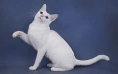 Cat breeds: Khao Manee Cat characteristics and personality