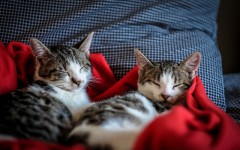 Amazing cat story: a cat adopts a homeless kitten, and they become father and son! Read this and other amazing stories in Dogalize