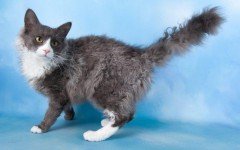 Cat breeds: LaPerm Cat characteristics and personality
