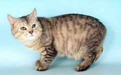 Cat breeds: the Manx Cat characteristics and personality